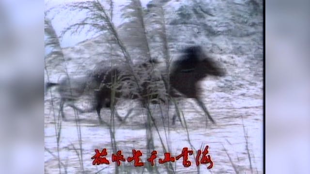 Tuyết Sơn Phi Hồ | Tập 16