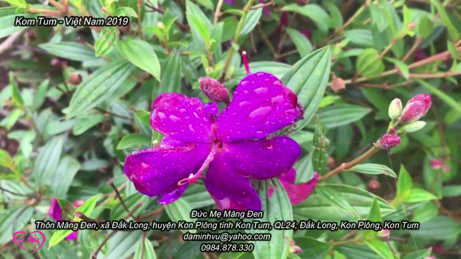 Ngọc Trong Tim | 09/11/2019