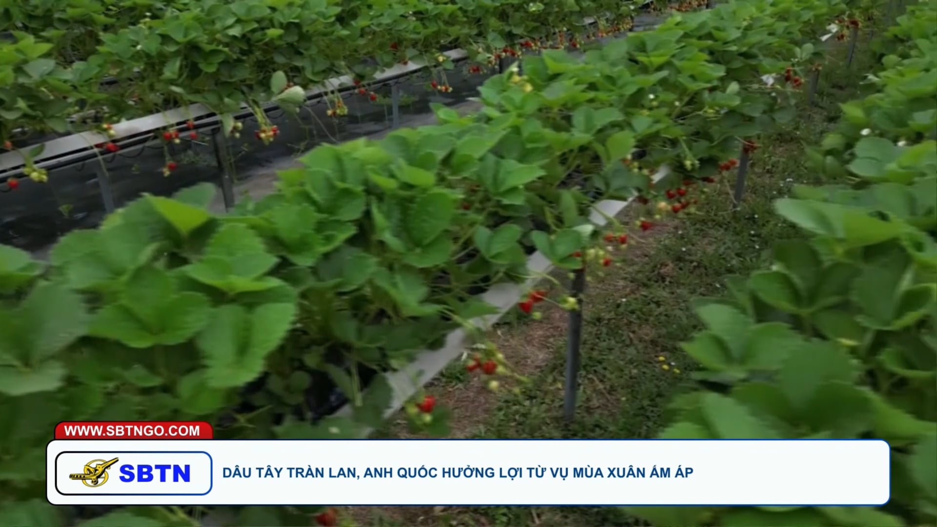 Tin Buổi Tối | 8/6/2025