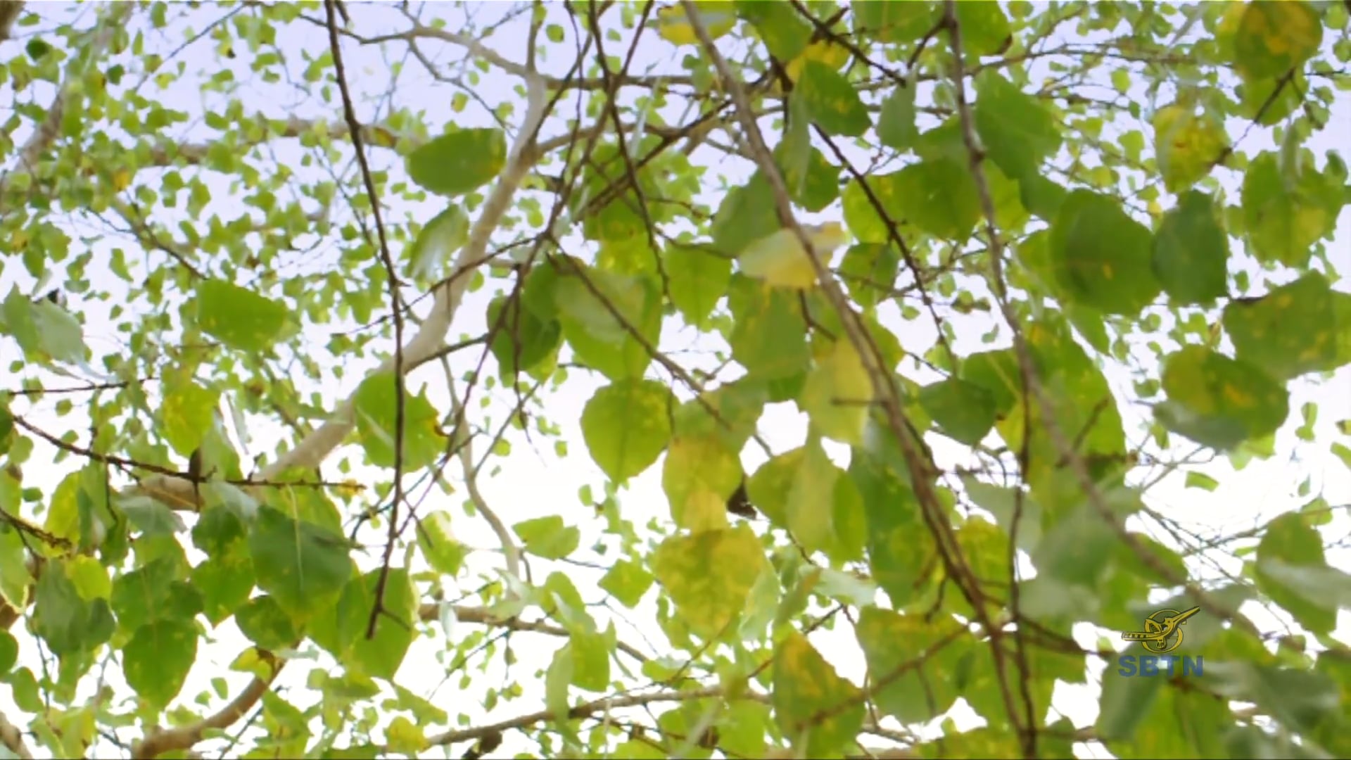 Giác Ngộ : Theo Bước Chân Phật (Phần 8)