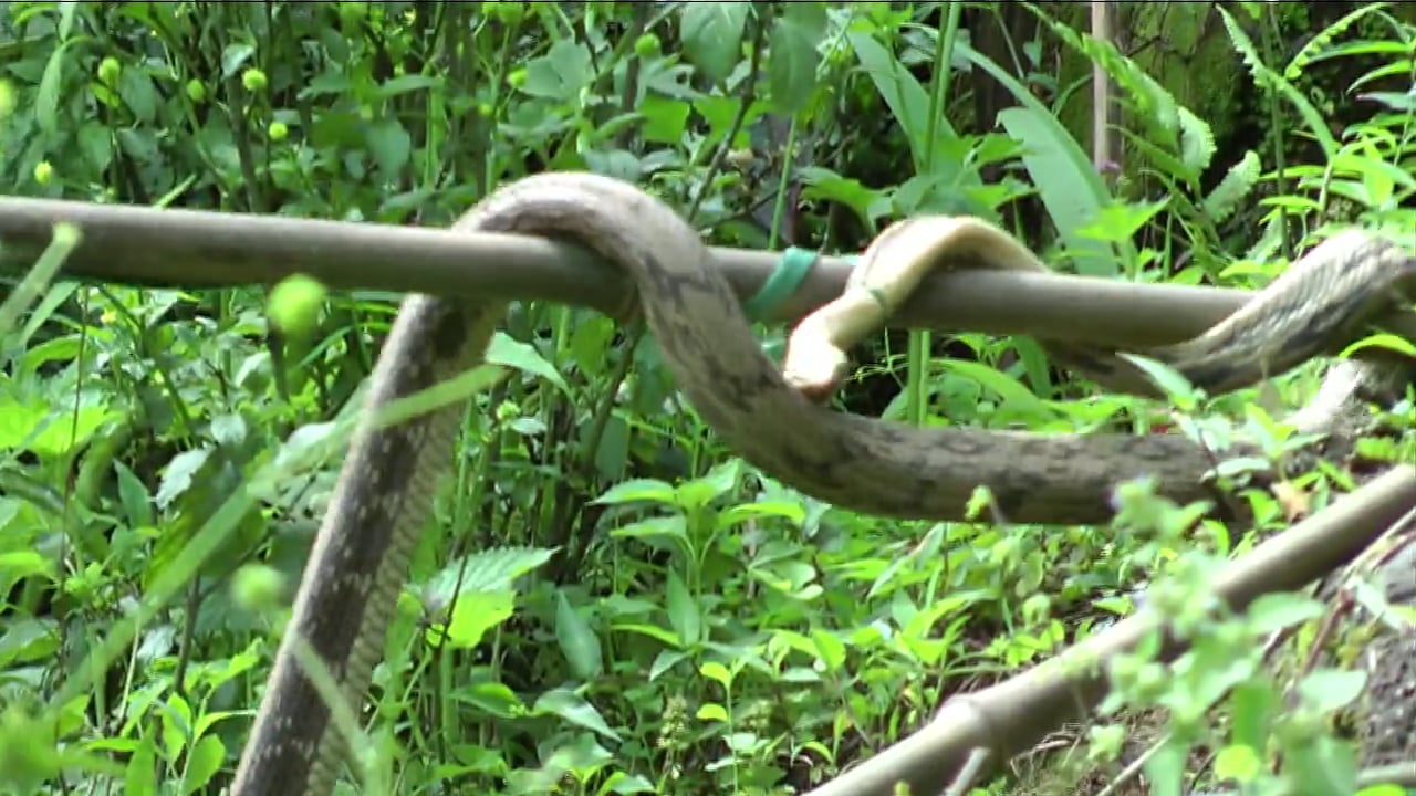 Hành Trình Xuyên Việt 61