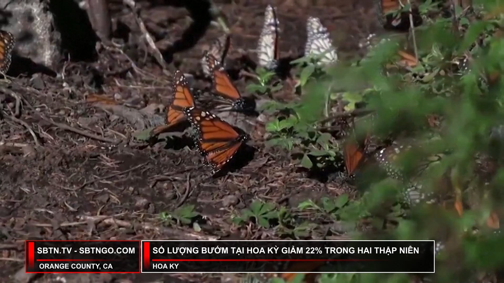 Tin Buổi Chiều | 16/3/2025