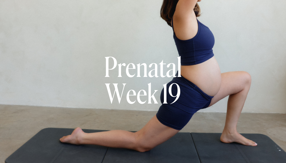 PRENATAL WEEK 19