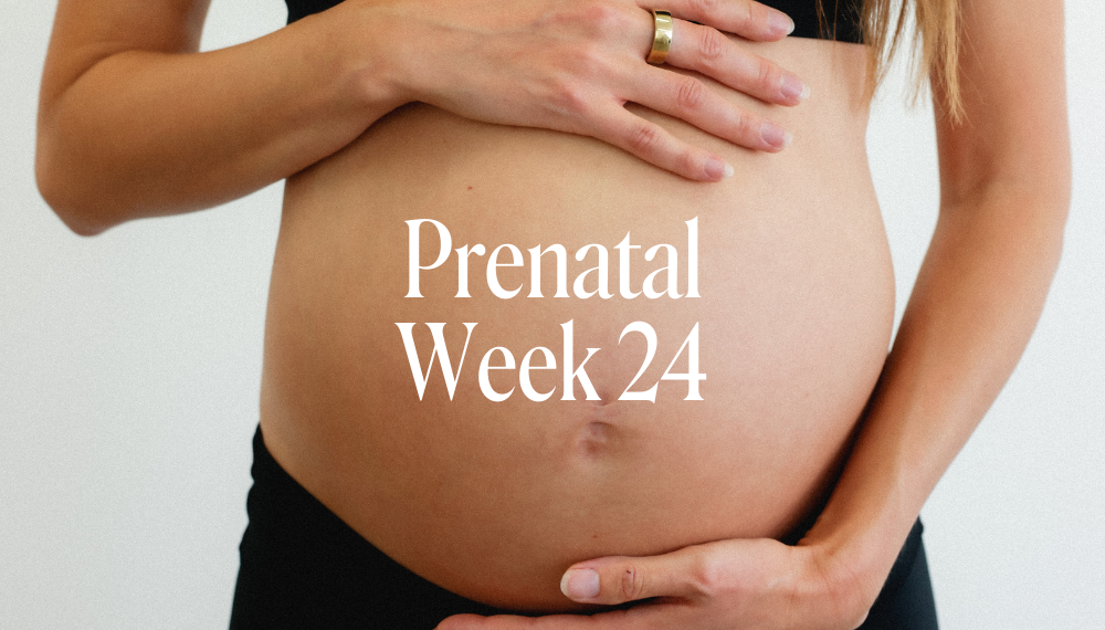 PRENATAL WEEK 24