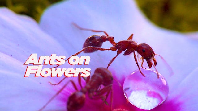Ants on Flowers