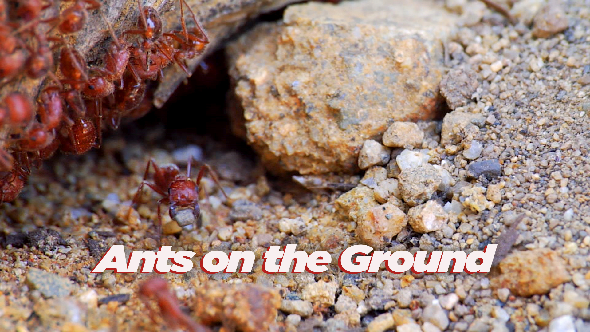 Ants on the Ground
