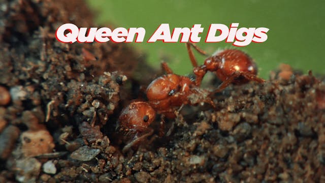 Queen Ant Digs