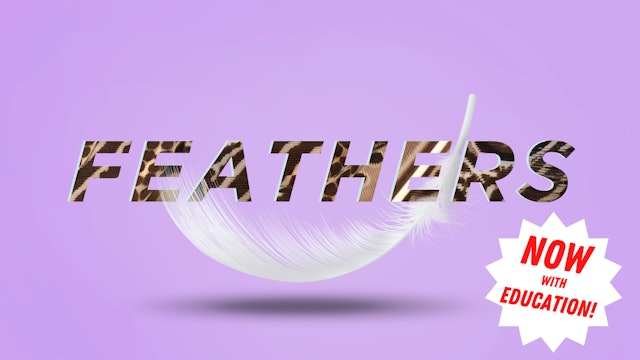 Feathers - Now With Education!
