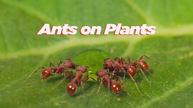 Ants on Plants