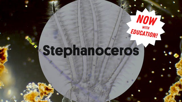 Stephanoceros | narrated