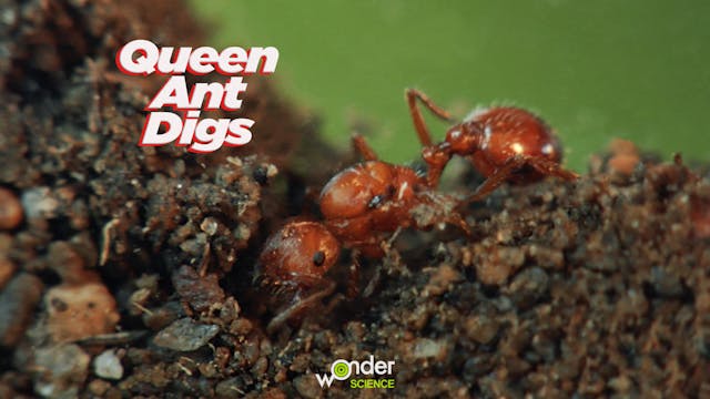 Queen Ant Digs