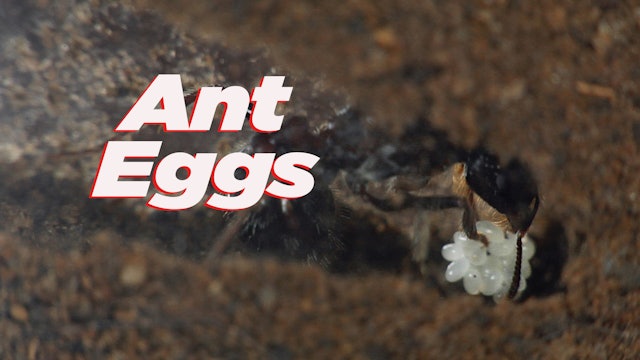Ant Eggs