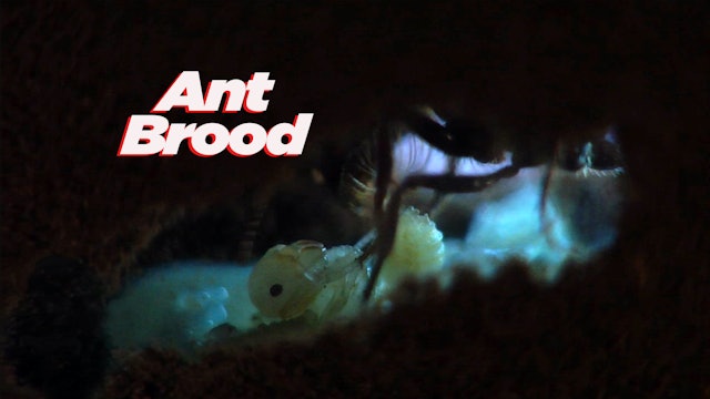 Ant Brood