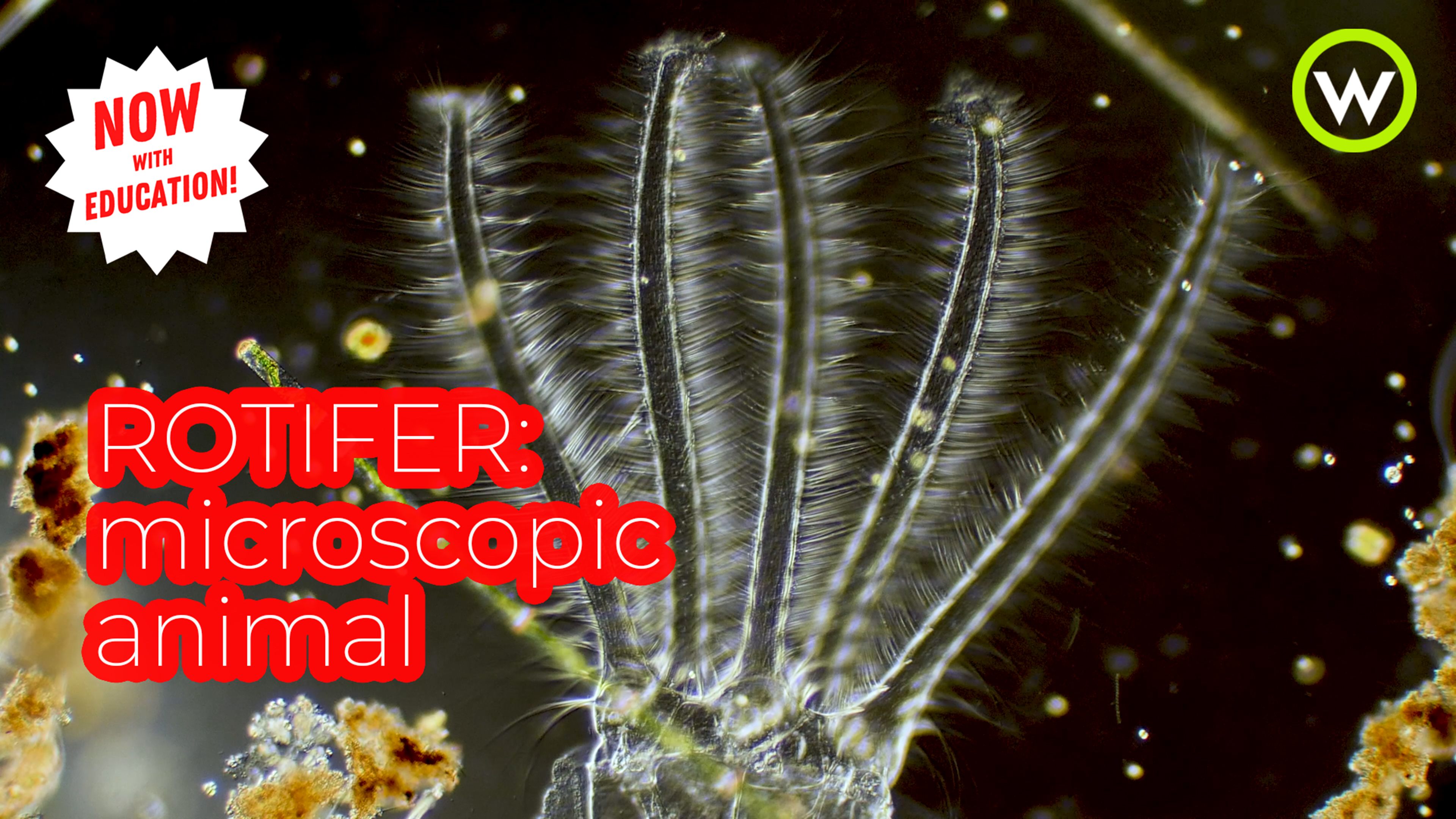 Rotifer | Narrated