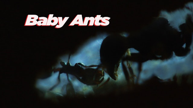 Baby Ants
