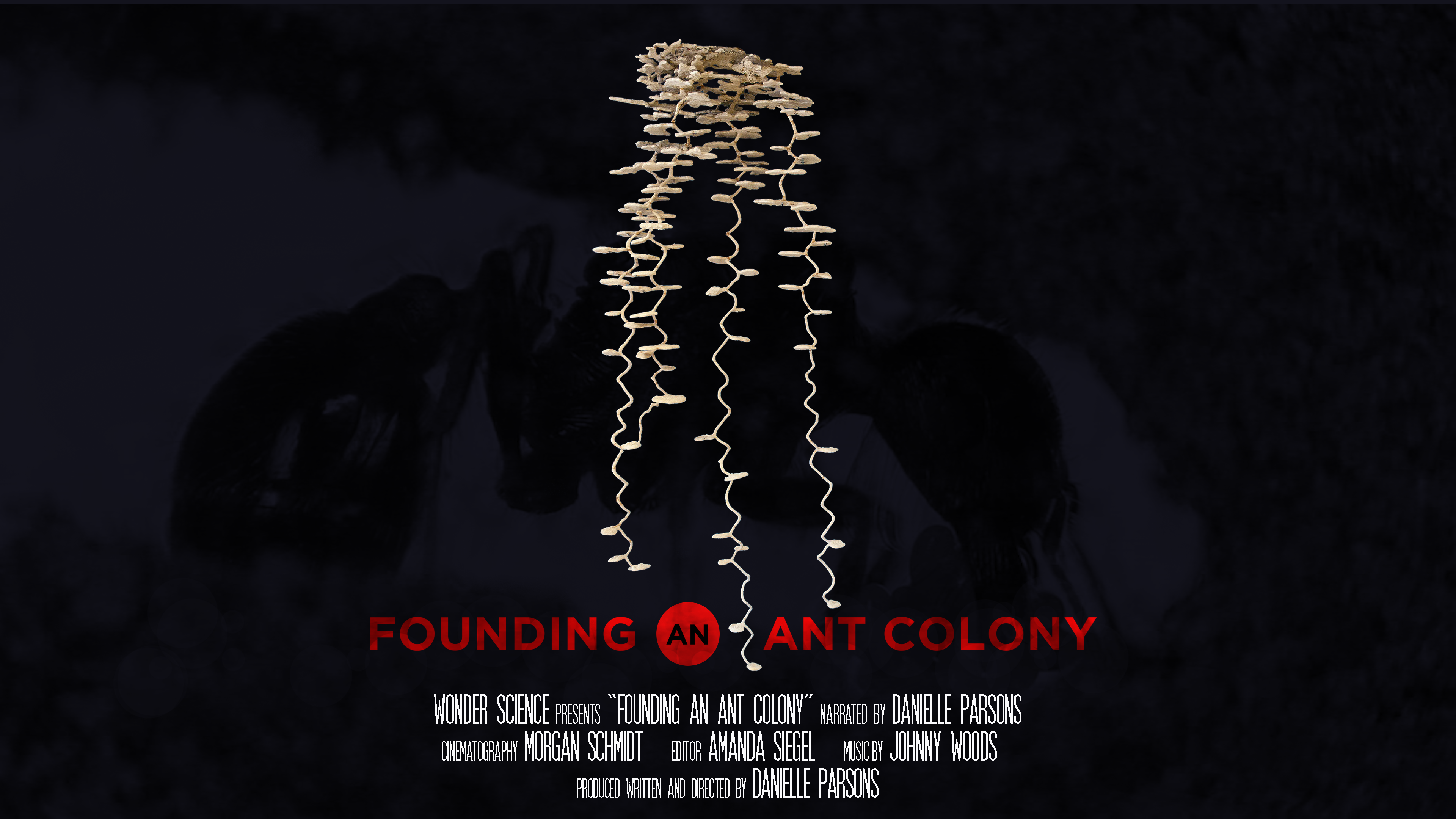 Founding an Ant Colony | Narrated