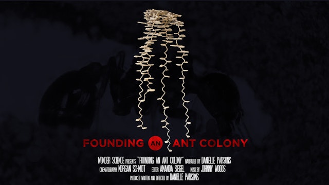 Founding an Ant Colony | Narrated