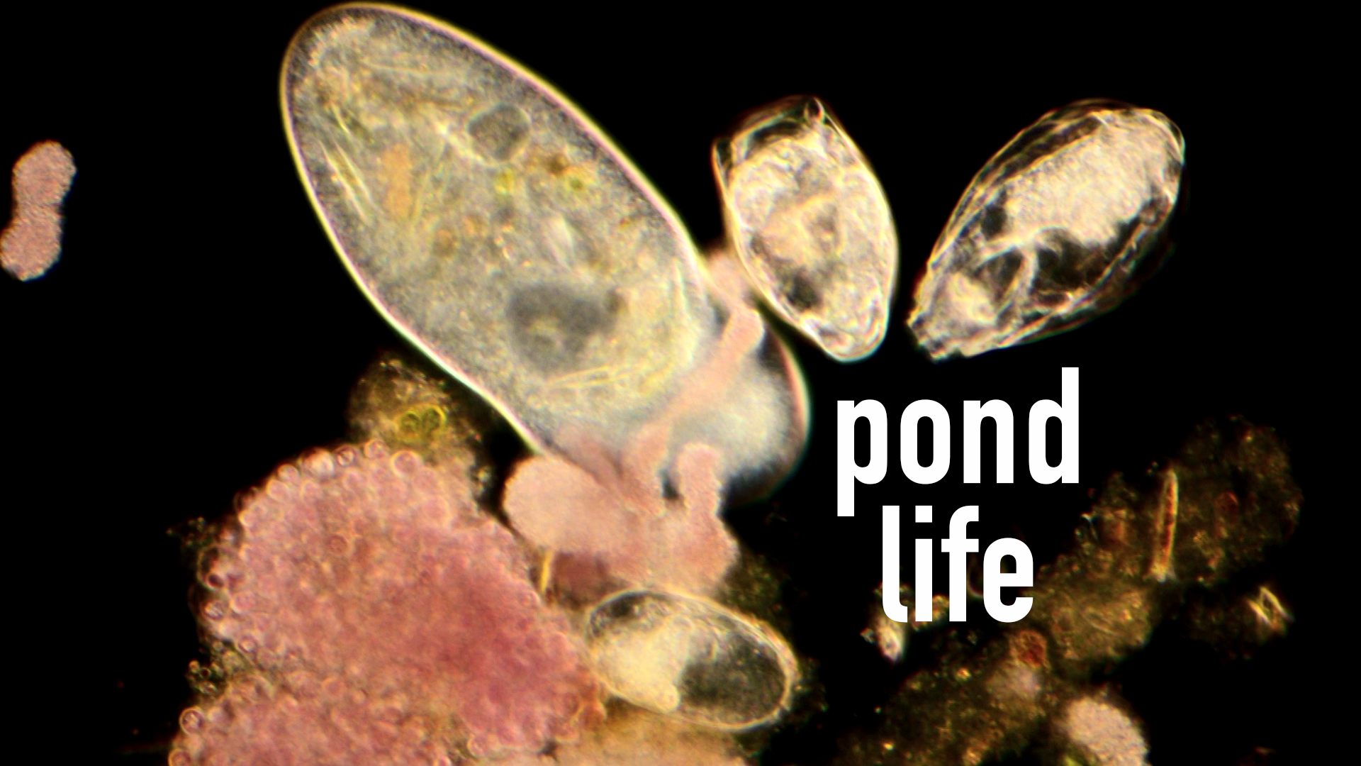 Pond Life