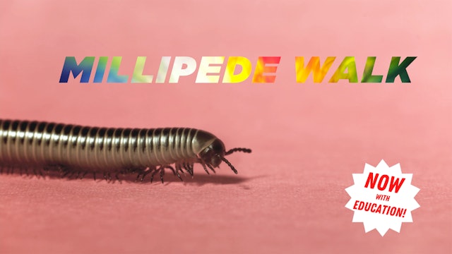 Millipede Walk | narrated