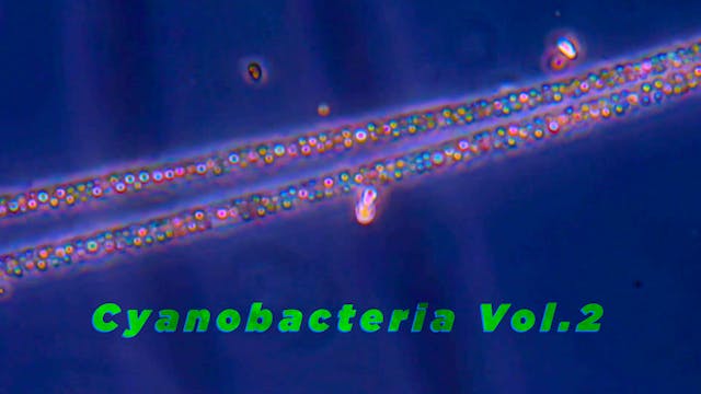 Cyanobacteria Vol.2