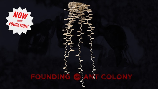 Founding an Ant Colony