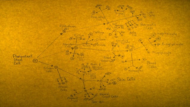 STEM CELL REVOLUTIONS – Chapter 4 – T...