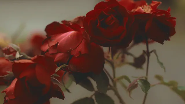 Pexels Videos 1494279