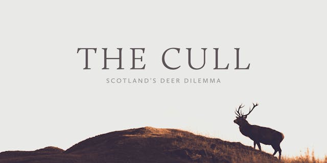 The Cull - Scotland's Deer Dilemma