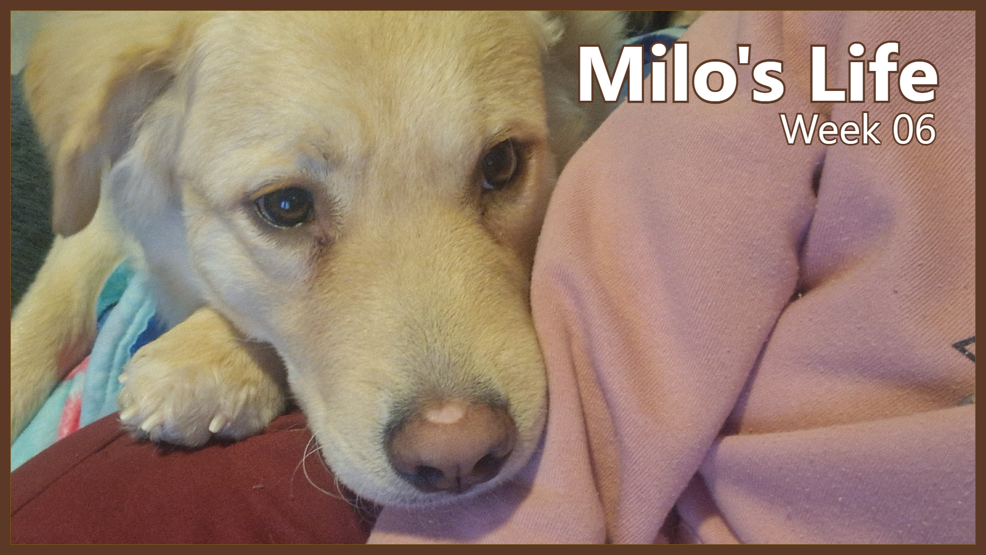 Centre of Attention | Week 06