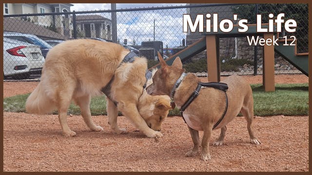 Play date with Flappy | Week 12
