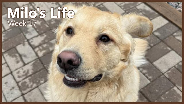 Doggy Daycare | Week 17