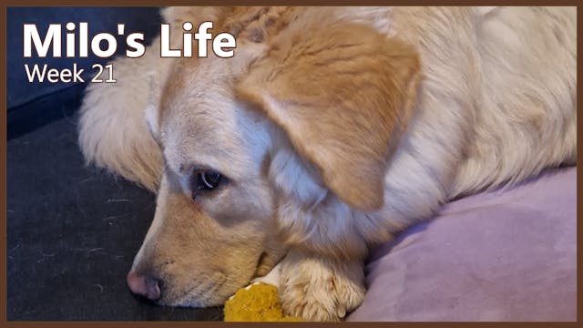 Living The Life | Week 21