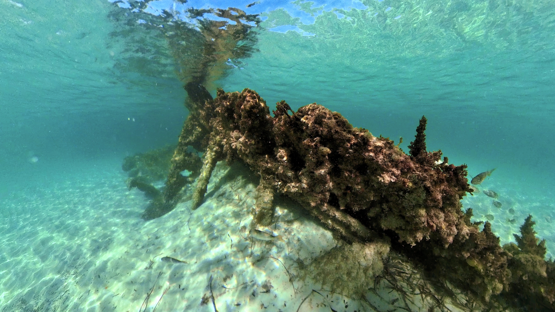 The wreck of the Omeo