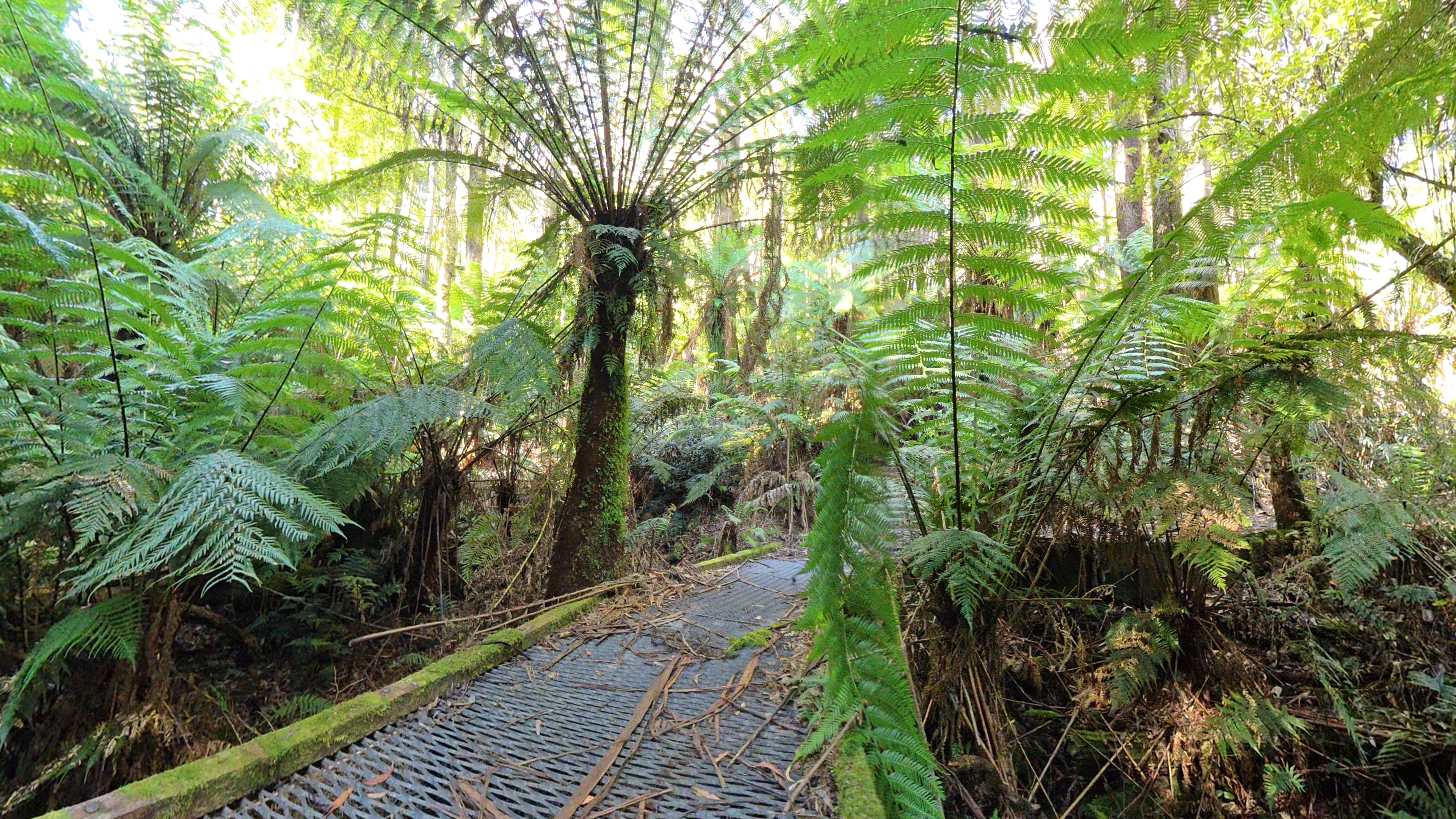Wren Encounter in the Otways!