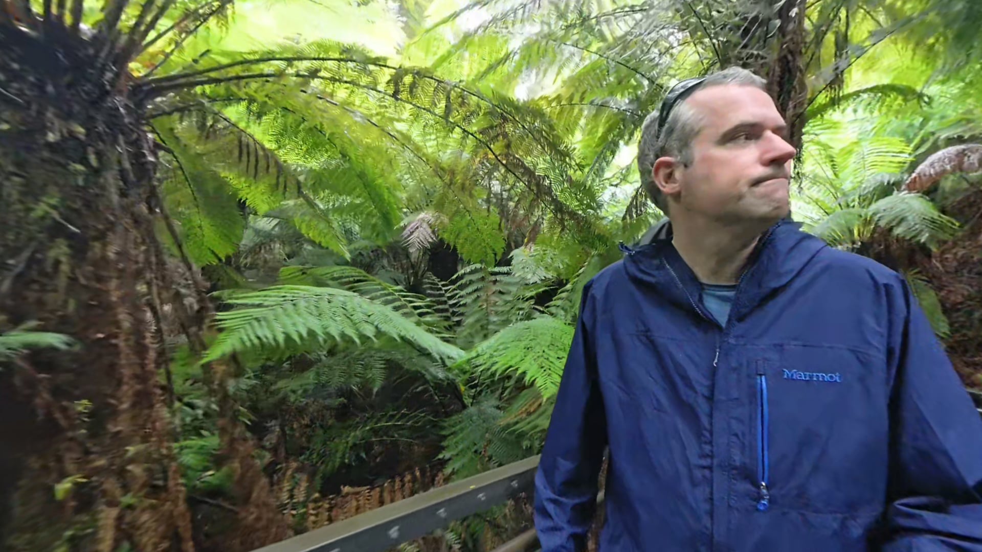 Temperate rainforest at Maits Rest