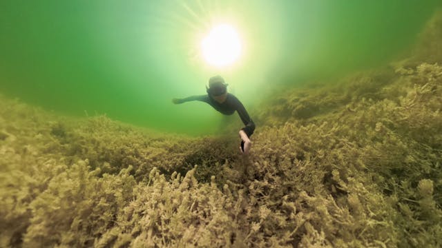 Lake Indawarra