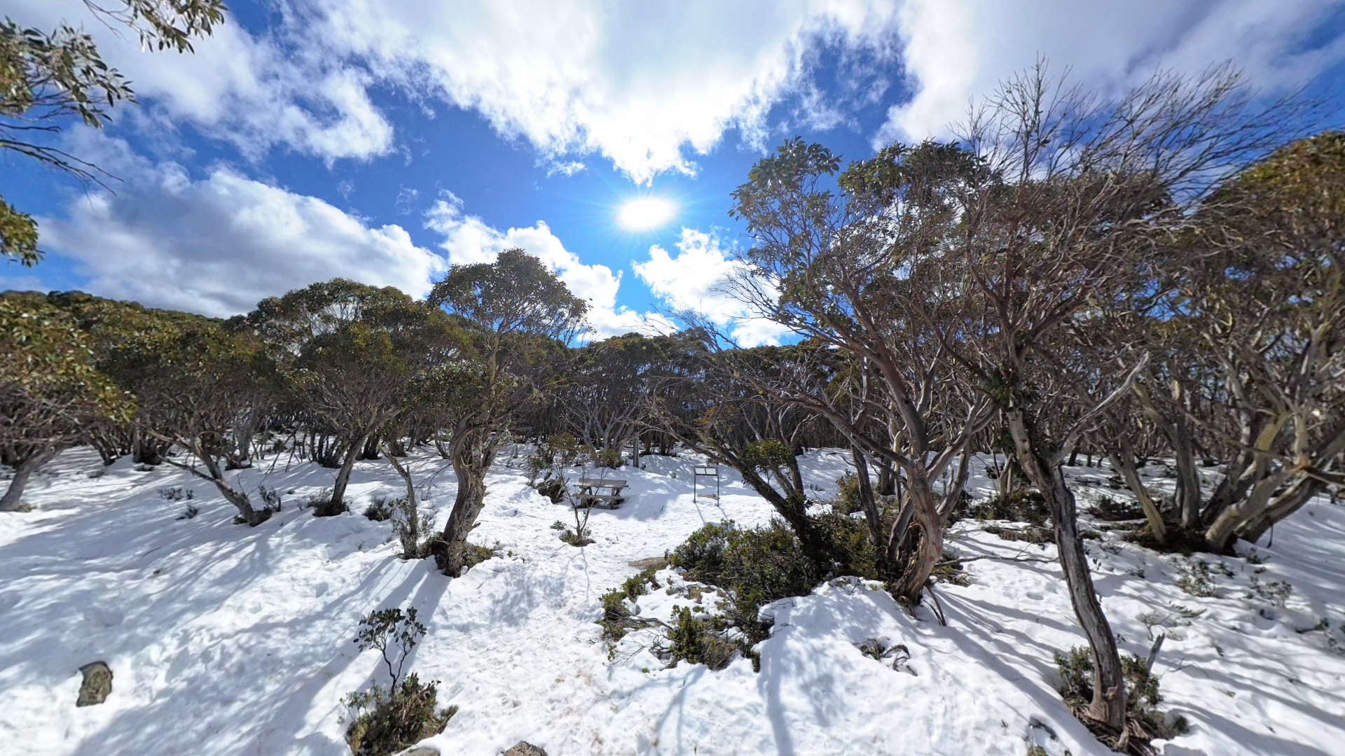Birdsong in the snow on Mount Baw Baw!