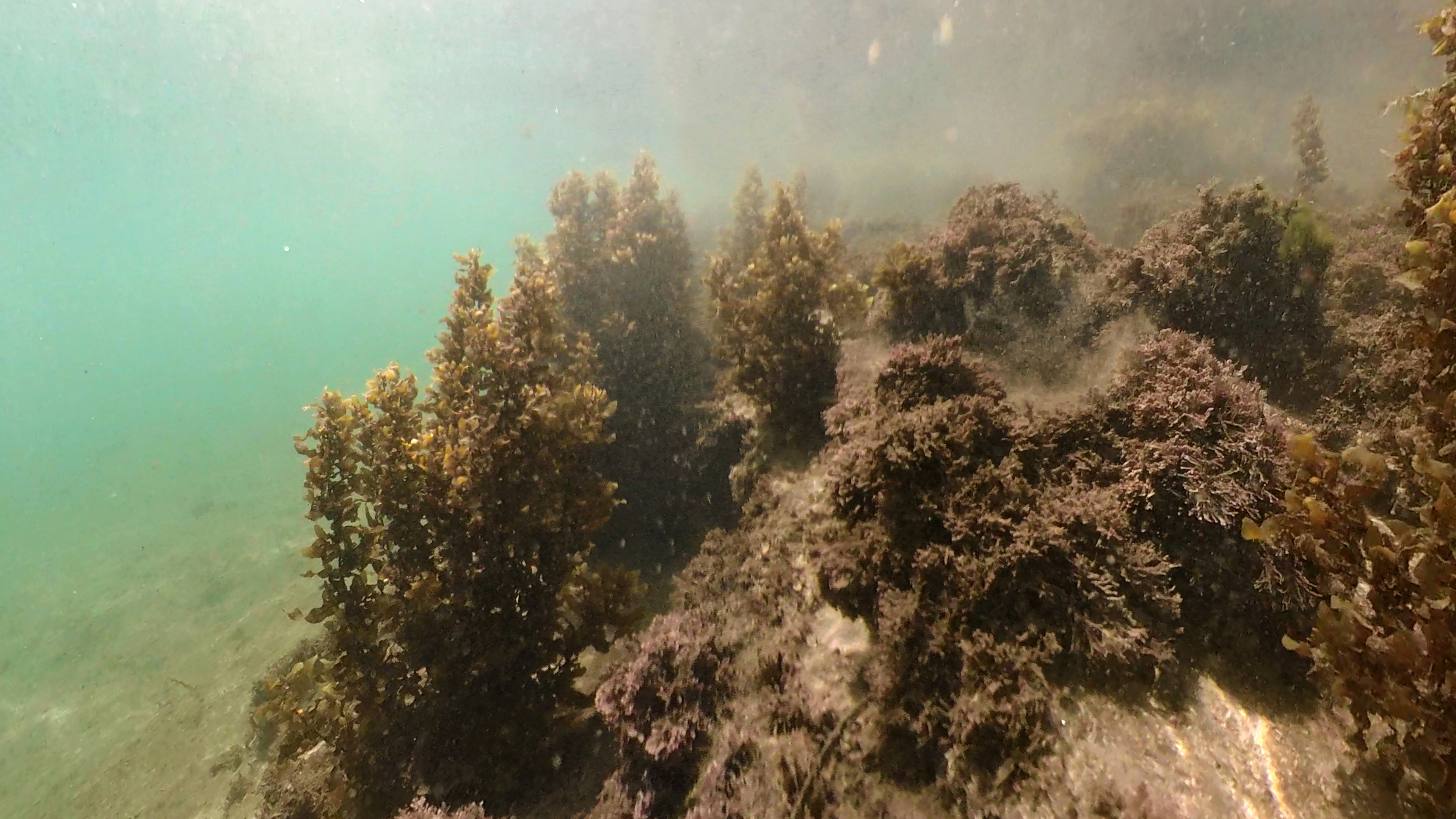 Bruce Steer Ocean Pool