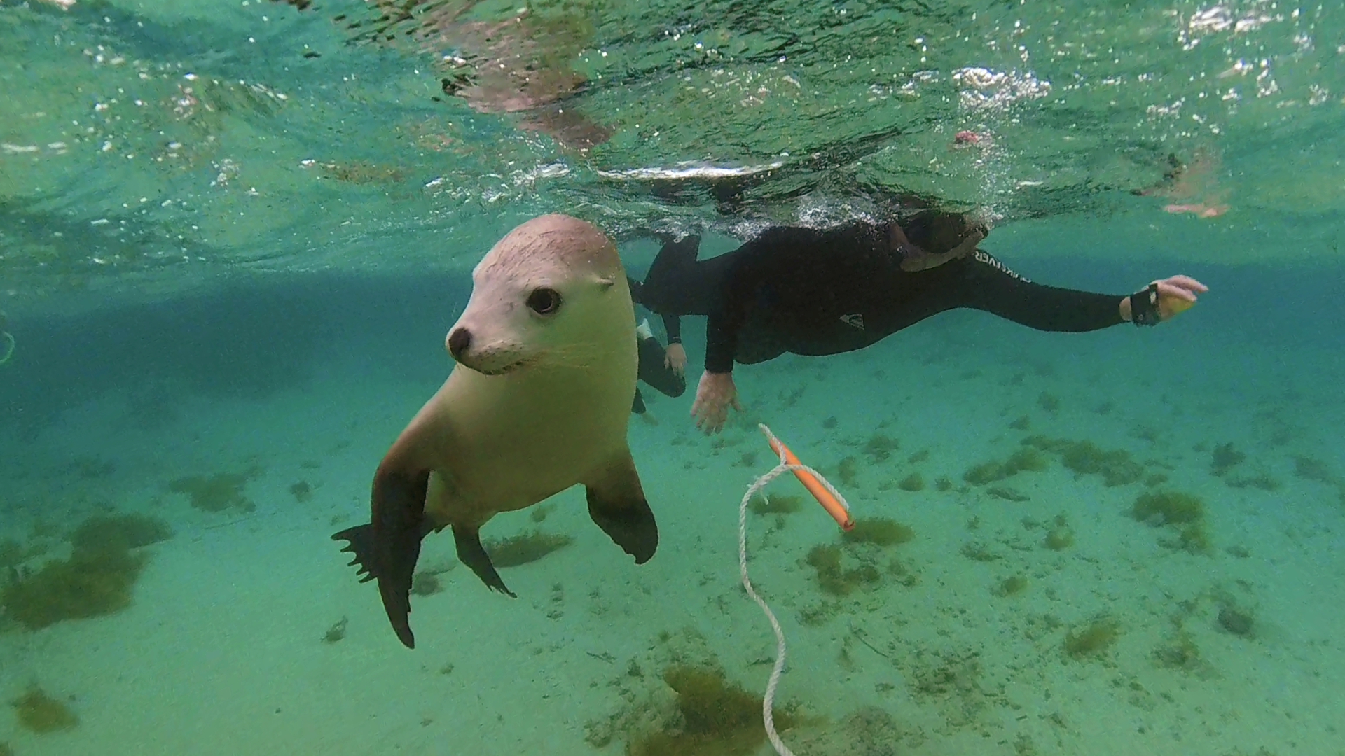 Sea Lions at Baird Bay!