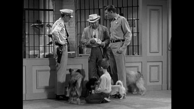 The Andy Griffith Show Dogs, Dogs, Dogs