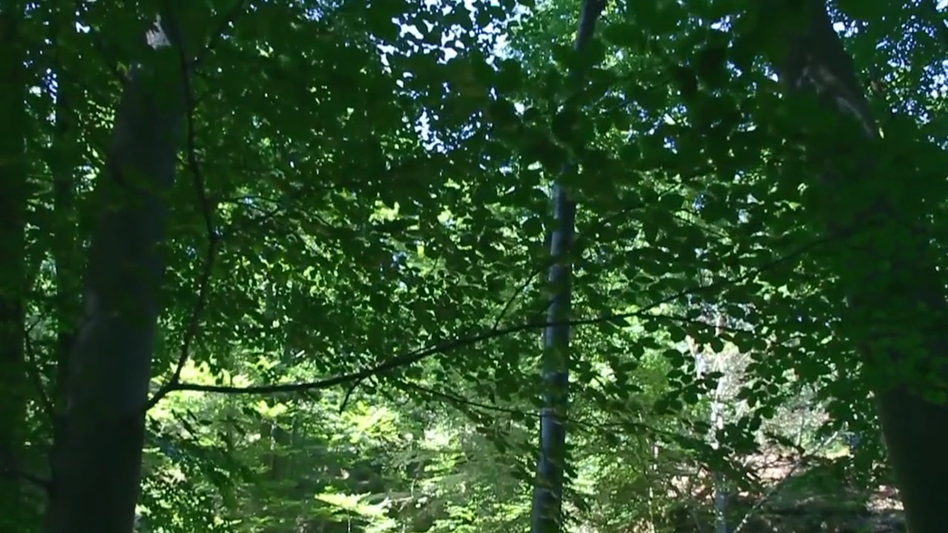 JOURNEY EN BOXQUETEVA - Stay warm, ground meditation