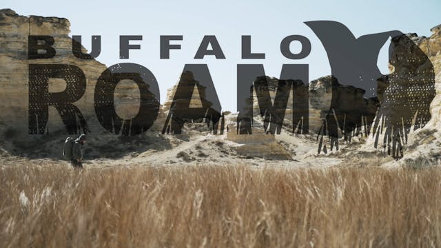 Buffalo Roam