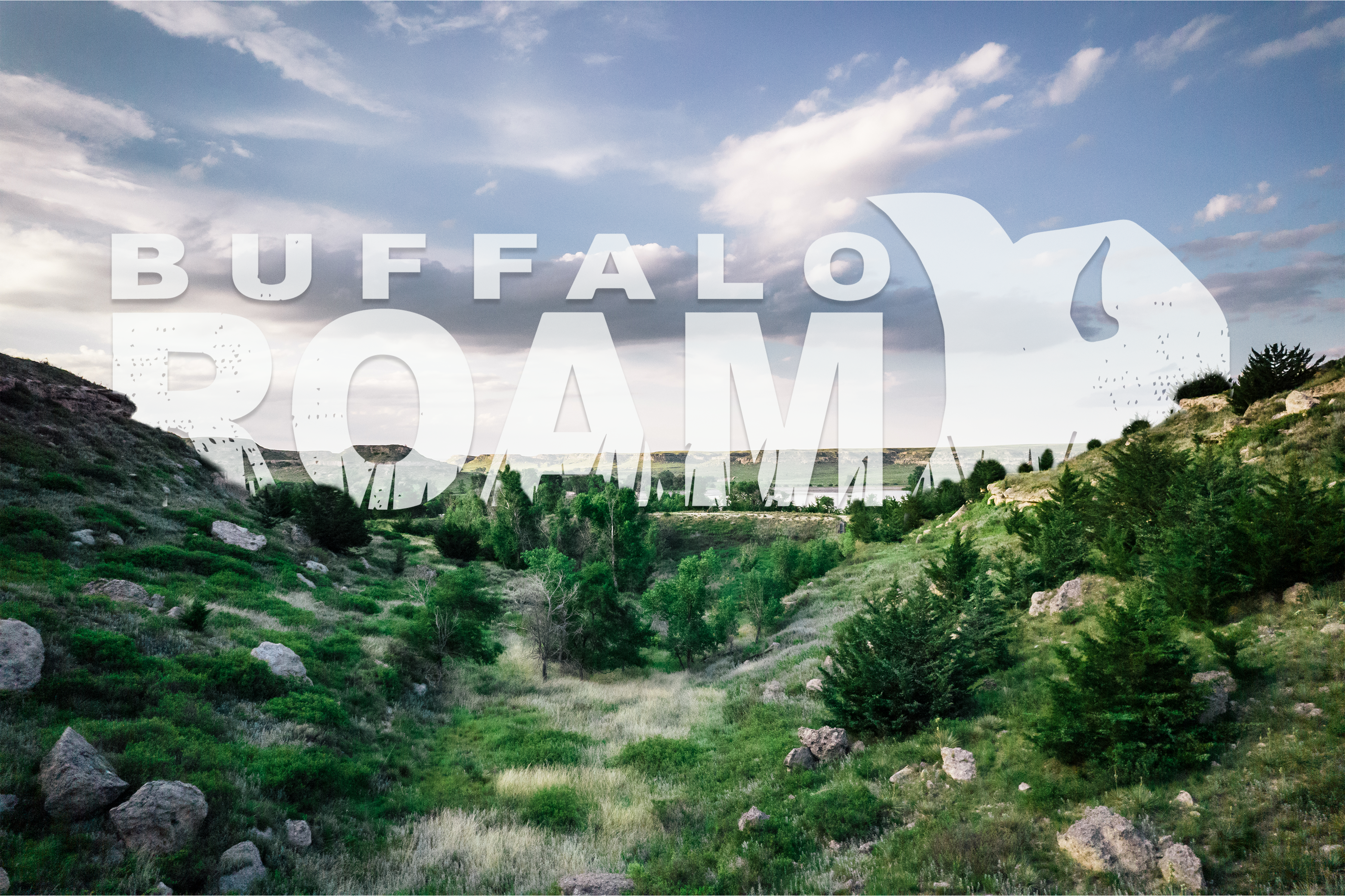 Buffalo Roam