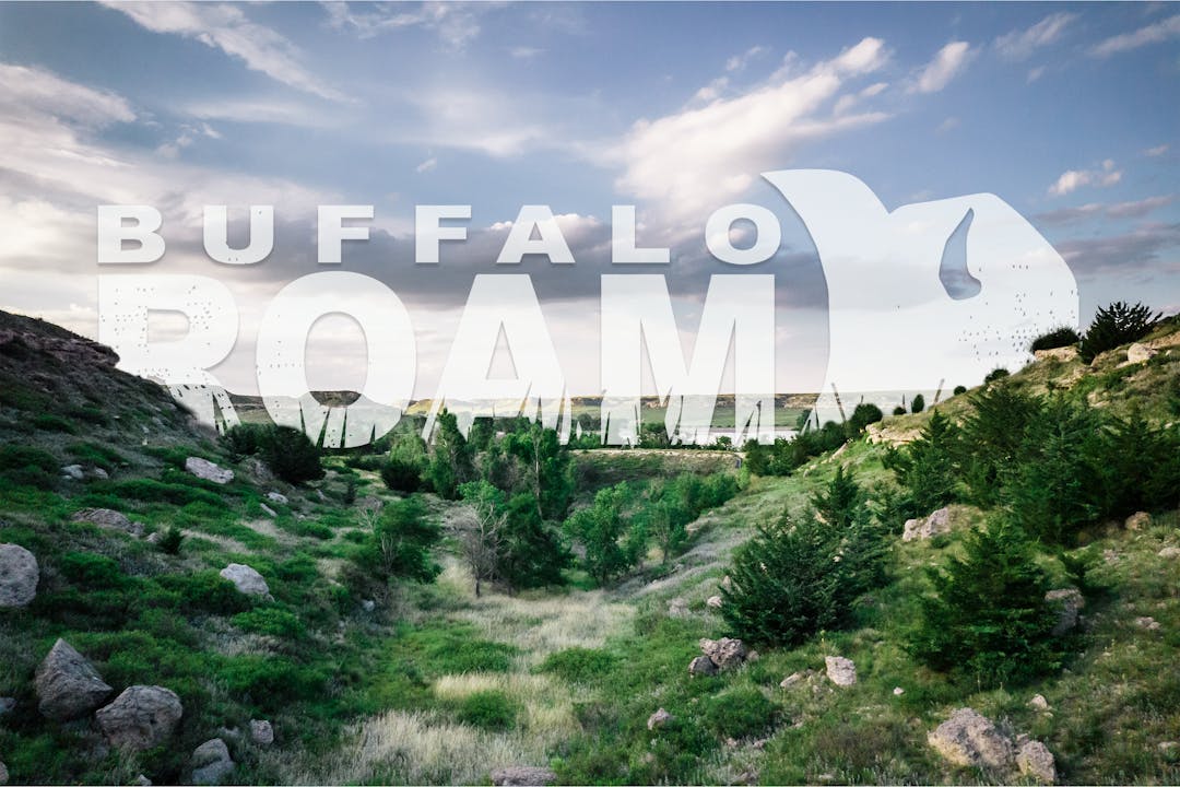 Buffalo Roam