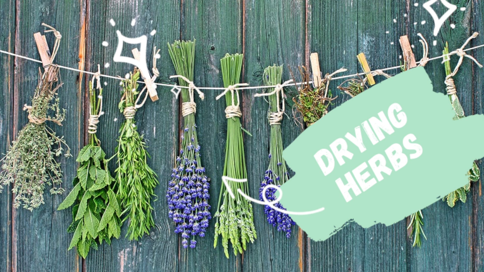 Drying Herbs