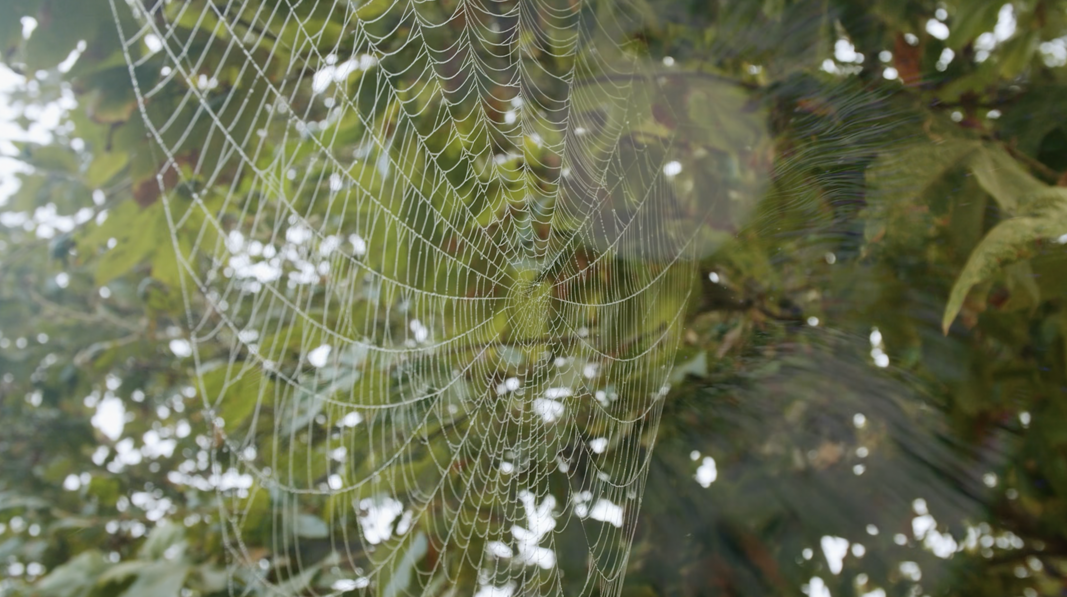 The Invisible Web - Trailer