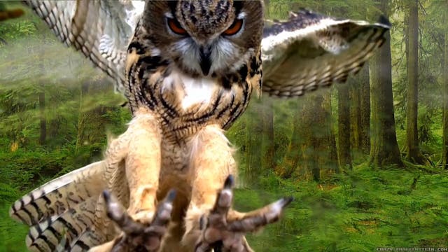 Out Of Mind, Out Of Body 💗 Shadow Sub...