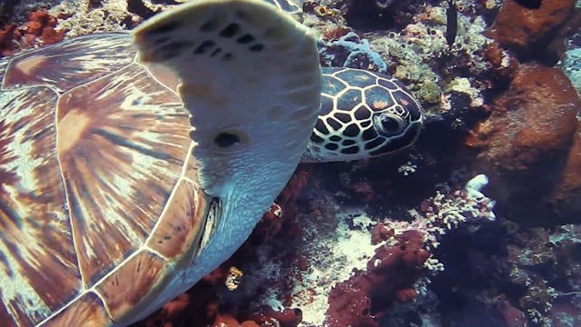 Oceans Of Gratitude 💗 Shadow Subliminal 