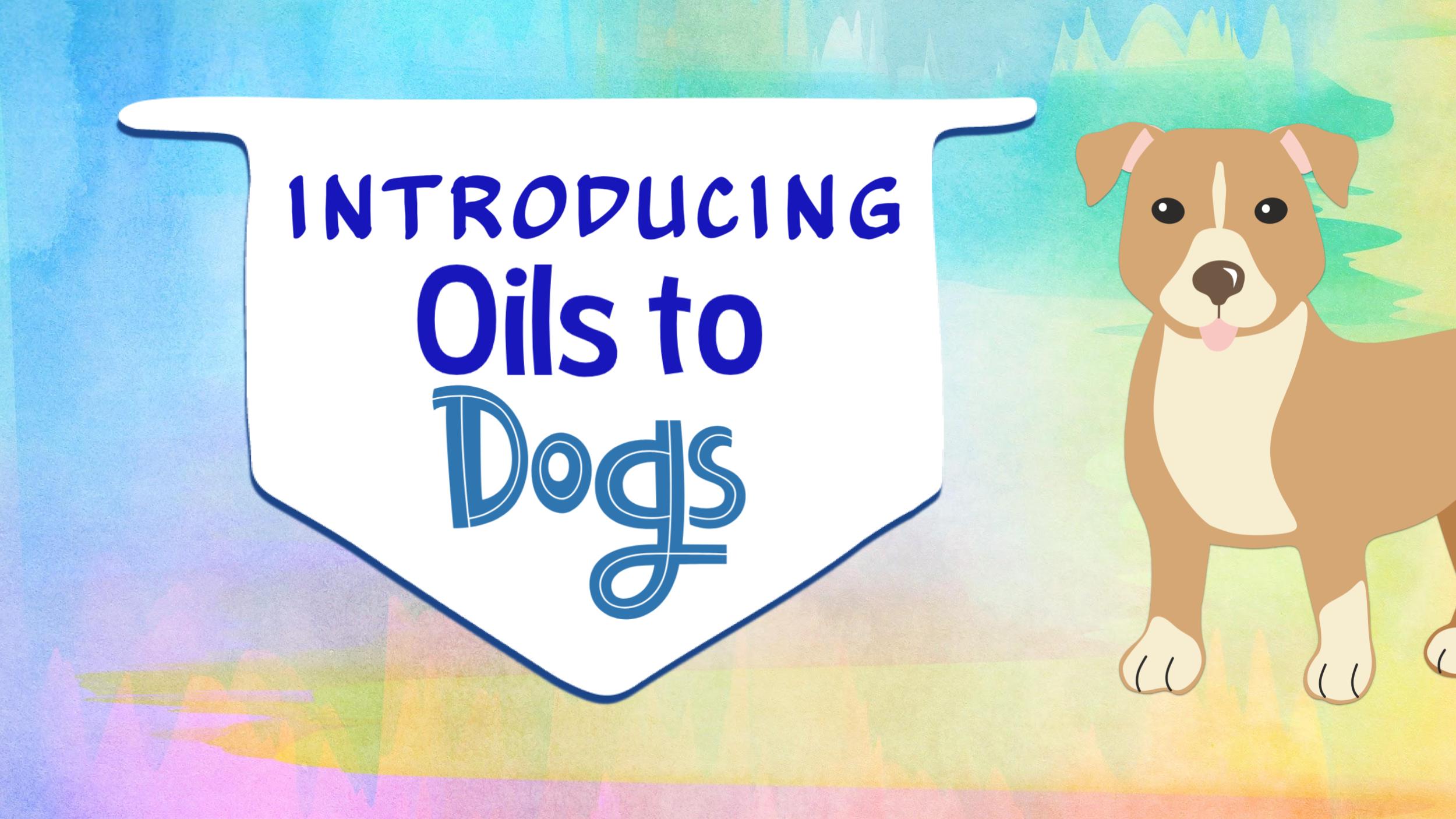 Introducing oils to dogs
