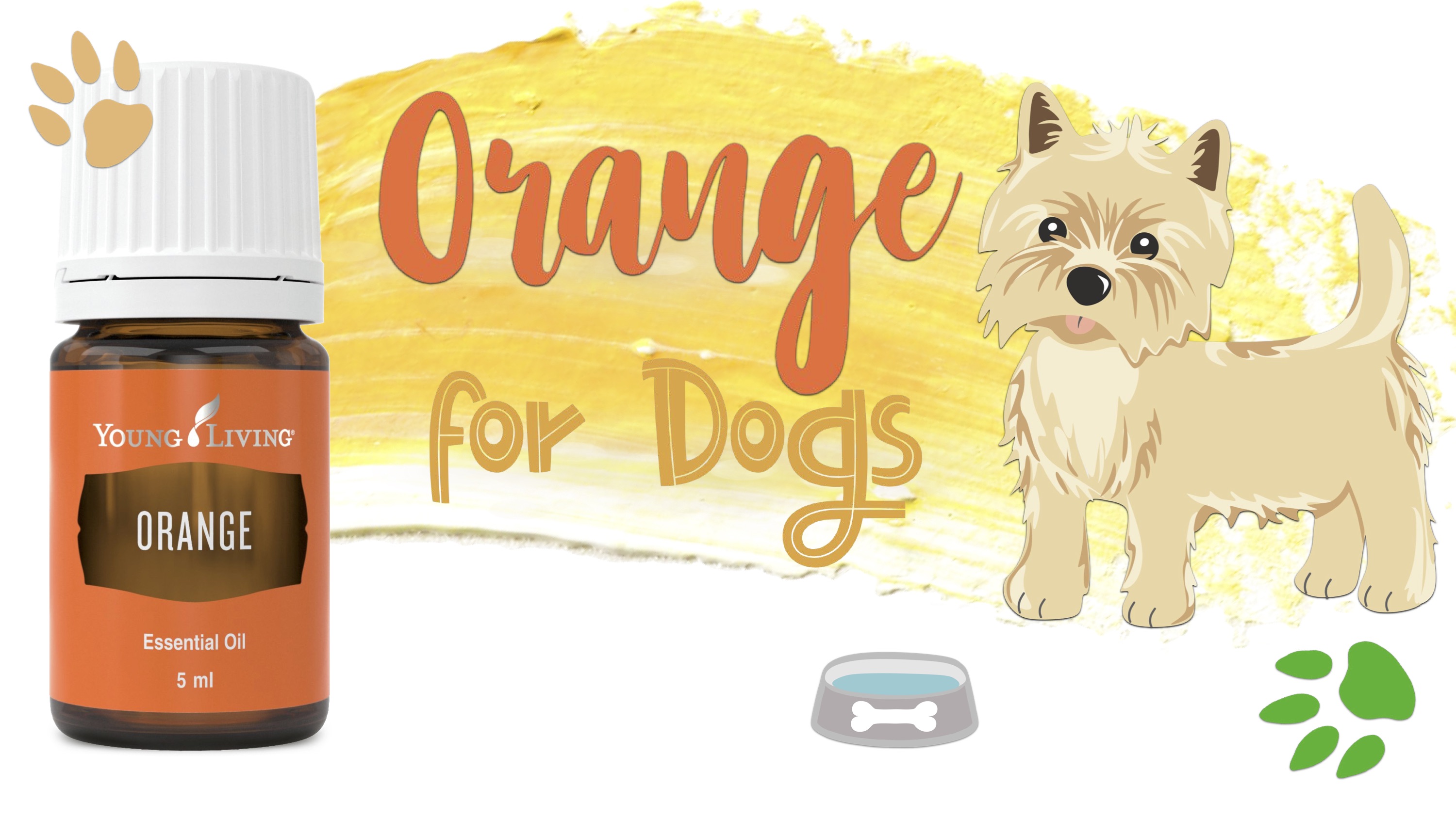 Orange for Dogs
